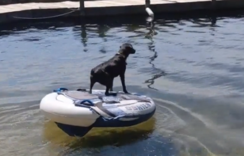 Genijalno! Labrador pomislio da se njegov gazda DAVI, pa pokušao da ga spase na URNEBESAN način (VIDEO)