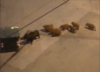 Divlje svinje se šetaju u centru Zagreba: Direktor zoo vrta izdao važno upozorenje za građane