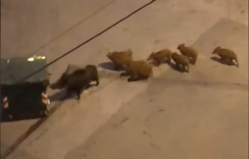Divlje svinje se šetaju u centru Zagreba: Direktor zoo vrta izdao važno upozorenje za građane (VIDEO)