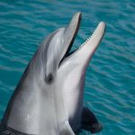 Delfini počeli da nose šešire: Koriste ih da zadive ženke, neverovatno kako ih prave (FOTO)