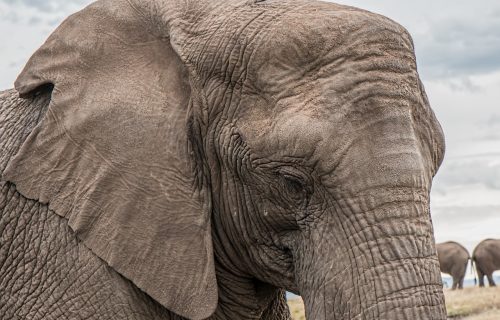 Revolucionarna i bizarna odluka: Slonovi koji su pod stresom, ubuduće će uzimati marihuanu