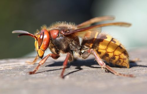 Doktorka se oglasila nakon što je jedna Čačanka preminula nakon uboda stršljena