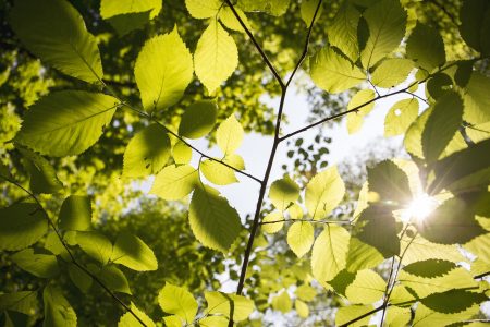 RHMZ: Sunčano i toplo ove subote, temperatura raste