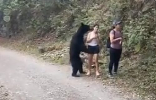 Medved šokirao turiste: Prišao im i krenuo da ih njuši, a onda je žena učinila nešto neverovatno (VIDEO)