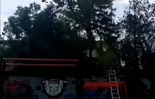 Neviđena BAHATOST u Novom Sadu: Srušio staro stablo oraha, pa uništio novo DEČIJE igralište (VIDEO)