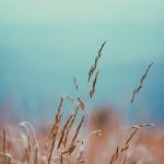 Danas u Srbiji toplije sa dužim sunčanim intervalima: U Beogradu temperature do 23 stepena