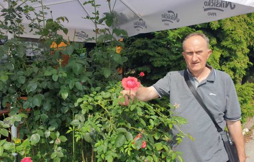 Dušan čuva i pazi jednu ružu duže od tri decenije: Preživela je hladne užičke zime i dalje cveta (FOTO)