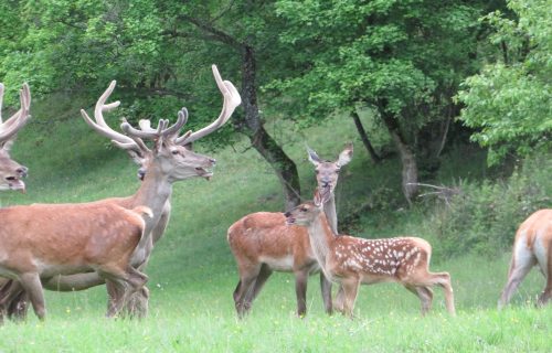 Na ovo se čekalo duže od pola veka: Lepa vest stiže sa Zlatara (FOTO+VIDEO)