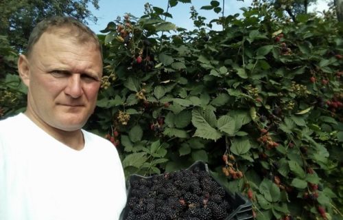 Bojan ovo NIKADA nije video među svojim voćem: Stručnjak objasnio ČUDO kraj Topole (FOTO)