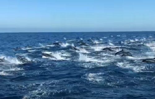 Grupa ljudi na krstarenju ostala bez teksta: Iznenada iz vode 300 delfina izletelo na površinu (VIDEO)