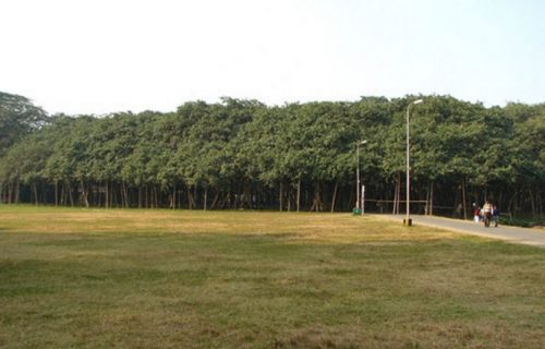 Izgleda kao cela šuma: Ovo je, verovali ili ne, NAJŠIRE drvo na svetu (FOTO)