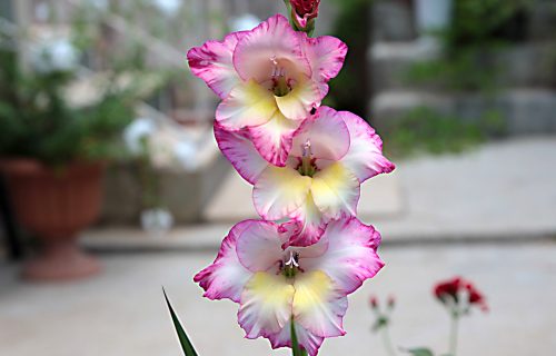 Gladiole: Elegantni ukras svakog dvorišta (FOTO+VIDEO)