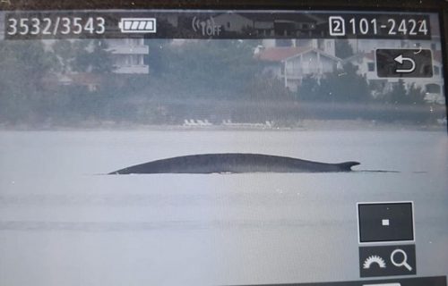 Snimljen najveći sisar na Jadranu! Ljudi su poveli pravu HAJKU na GRDOSIJU dugu 15 metara (FOTO)