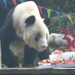 Najstarija panda na svetu proslavila 38. rođendan!