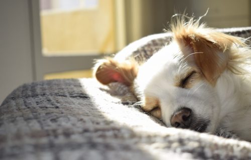 E tako se spava! Pit bul je izabrao savršeno mesto za opuštanje (VIDEO)