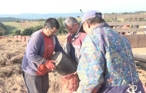 Svetozar iz bašte izvadio pravo ČUDO od skoro dve kile! Ovako nešto nije video DECENIJAMA (FOTO)