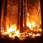 U Novom Sadu gori 2 hektara niskog rastinja:  Na licu mesta su vatrogasci-spasioci