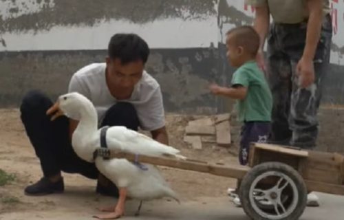 Ovom dečaku neće biti potrebna dozvola: Već ima najluđeg VOZAČA koji ume sam i da pređe ulicu (VIDEO)