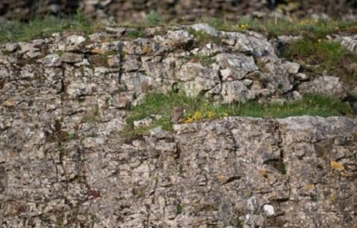 Kamuflirala se za desetku: Možete li da pronađete sovu na slici? (FOTO)