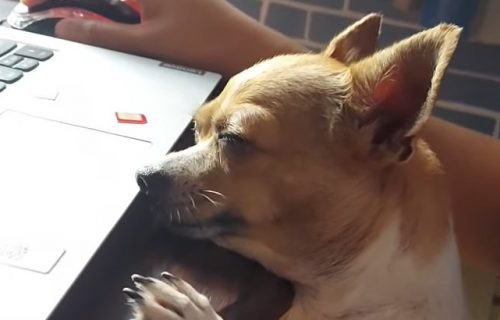 Čivava imala težak dan za laptopom, pa zadremala usred "posla" (VIDEO)