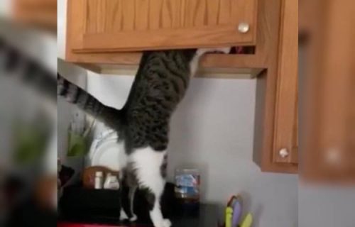 Simpatični kradljivac: Mačak je PRETURAO po kuhinjskom ormariću, a onda je NAŠAO to što je hteo (VIDEO)