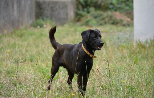 Labrador "lovi" pedofile i prevarante: Treniran da njuši elektronske dokaze (VIDEO)