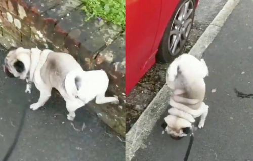 Komedija na ulici: Mops je krenuo da obavlja NUŽDU, a onda se malo zaneo (VIDEO)