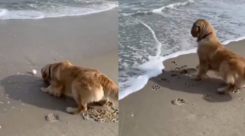 Nevolje na plaži: Pas je hteo da zgrabi lopticu, onda su naišli TALASI, ali se on nije predao (VIDEO)