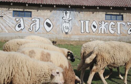 Svi se čude "MAGIJI" kod Kosjerića: Od kako Goranove ovce čuva ZMAJ nema ni vukova ni bolesti (FOTO)