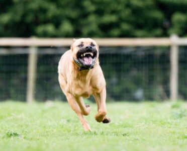 Užas u Bečmenu: Pitbul nasrnuo na ženu sa bebom, ona ujedena, dete izgrebano