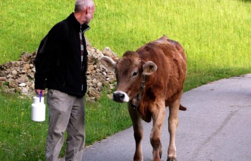 Mnogo se nervirate? Ne znate šta ćete sa stresom? ZAGRLITE KRAVE! Ovaj narod to radi i evo rezultata