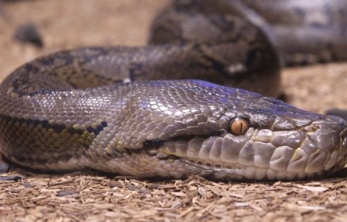 Panika na ulici: Prvo pronađen PITON od 4 metra, a onda otkriveno da ima i "familiju" oko sebe (FOTO)