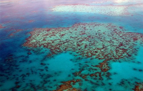 Australija: Novi morski toplotni talas preti Velikom koralnom grebenu