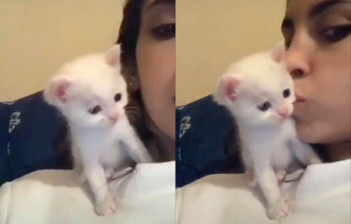 Poljubila je malo, belo MAČE: Istopićete se kada budete videli šta se POSLE toga desilo (VIDEO)