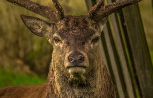 Ovo je PRAVA ISTINA o premršavom jelenu u borskom Zoo vrtu: Oglasio se direktor (FOTO)