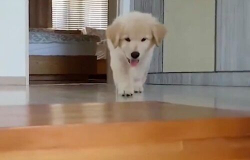 Preveliki izazov: Maleni pas je hteo da siđe niz stepenice, a onda je uradio nešto NEOČEKIVANO (VIDEO)
