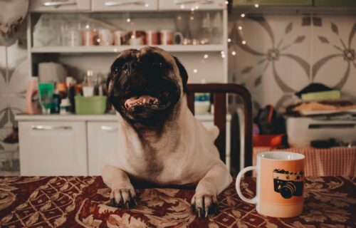 Molim vas jednu kafu za poneti, ODMAH: Ovaj pas ne može da dočeka svoj PUPUCCINO (VIDEO)