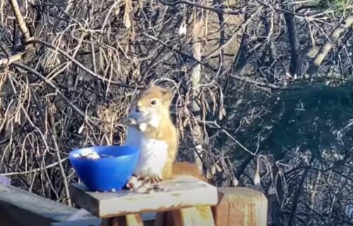 Teturala se, pazila je da ne padne na zadnjicu: PIJANA veverica hit na internetu (VIDEO)