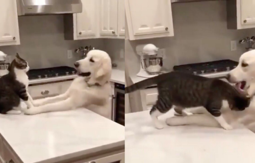 Gricnem ja tebe, gricneš ti mene: Prijateljska IGRA psa i mačke oduševila internet (VIDEO)