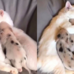 Za prijatelje je najvažnije da su pravi: Pogledajte kako se druže jedna mačka i tri praseta (VIDEO)