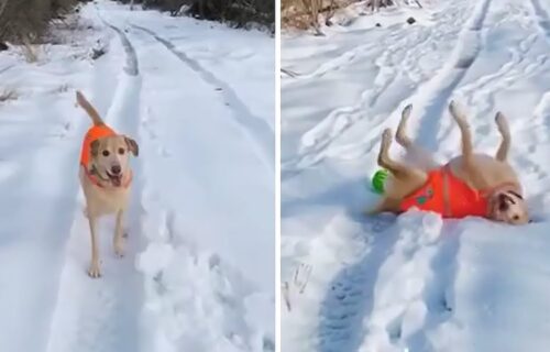 Trči sprint, hoda unazad i pravi anđele u SNEGU: Snimak labradora u šetnji postao HIT (VIDEO)