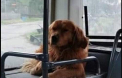 Apel Beograđanke za POMOĆ: Izgubila je psa, viđali ga u autobusima po celom gradu (FOTO)
