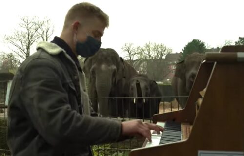 Životinje dobile svog prvog pijanistu: Svaki dan im dolazi u goste i opušta ih koncertima (VIDEO)