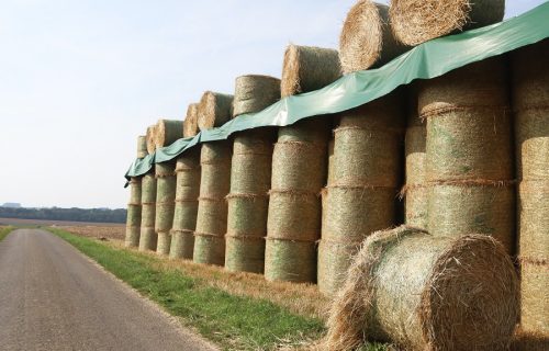 Primetili su da im nestaje utovar, a kada su ugledali ovog KRADLJIVCA, odmah su mu oprostili (FOTO)