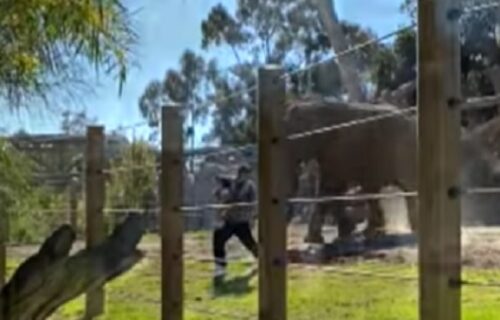 Ušao s ćerkicom u kavez sa slonom da pozira, a onda se prestravio i uradio NAJGORU stvar (VIDEO)