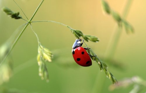 Prašak za pecivo protiv biljnih vaši