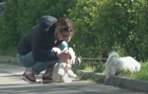 Marijana Mićić ŠUTIRALA psa nasred ulice: Skandalozno ponašanje glumice OSUDILI mnogi (VIDEO)