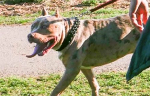 Besan pas napao brata i sestru u dečjem parku: Dok ih je majka branila, vlasnik je učinio UŽASNU stvar