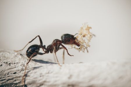 Nesvakidašnje otkriće: Mravi izvode operacije na povređenim članovima kolonije i saniraju povrede