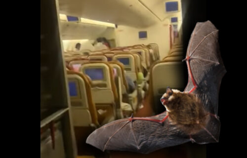 Panika na nebu: SLEPI MIŠ preplašio putnike, ušao u avion, naređeno hitno sletanje (VIDEO)